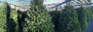 Christmas Trees for sale in Rivervale, New Jersey 07675