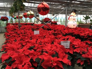 Poinsettias for sale in Rivervale, New Jersey 07675